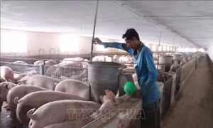 Sửa đổi, hoàn thiện Luật Chăn nuôi cho phù hợp với thực tế