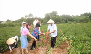 Phát triển du lịch nông thôn gắn với bản sắc văn hóa, bền vững