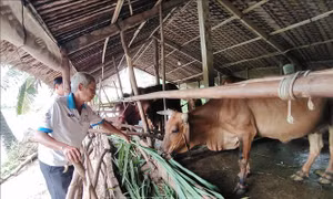 Hiện thực ước mơ thoát nghèo ở nơi đặc biệt khó khăn