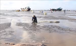Chủ động giảm thiệt hại nghêu nuôi mùa nắng nóng