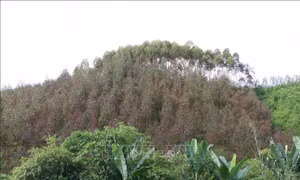 Chưa rõ nguyên nhân hàng chục ha bạch đàn bị khô lá