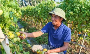 Cà chua được giá, nông dân kỳ vọng thu nhập cao
