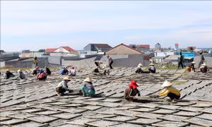Trúng mùa cá, lao động phổ thông ở vùng biển Khánh Hòa có thêm thu nhập