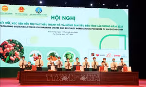 Hỗ trợ tiêu thụ vải thiều Hải Dương trên Gian hàng Việt trực tuyến