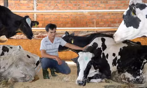 Vụ bò sữa chết ở Lâm Đồng: Xác định nguyên nhân chính do nhiễm Pestivirus tauri sau tiêm vaccine