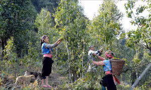 Thoát nghèo vùng đồng bào dân tộc thiểu số và miền núi - Bài 1: Tạo 'bệ đỡ' giảm nghèo