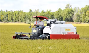 Chuyển đổi chuỗi giá trị lúa gạo ứng phó với biến đối khí hậu 