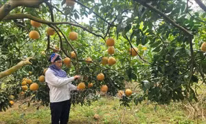 Xã đảo Minh Châu 'biết dựa vào đất, tận dụng trời' để phát triển 