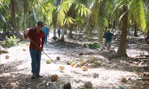 Nhiều mô hình trồng, nuôi xen trong vườn dừa phát huy hiệu quả