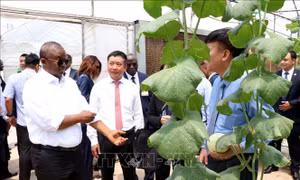 Tổng thống Guinea-Bissau thăm Viện Cây lương thực và Cây thực phẩm 