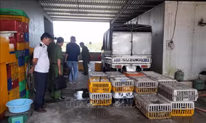 Phát hiện số lượng lớn mèo không rõ nguồn gốc