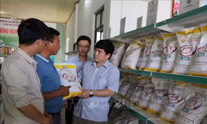 Gạo Phú Thiện ngày một khẳng định vị thế