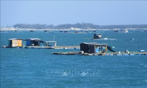 Ninh Thuận phát triển nghề nuôi biển và nhân giống thủy sản