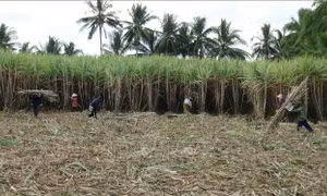 Hàng trăm hộ trồng mía ở Trà Vinh không tái vụ do thua lỗ