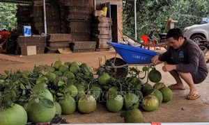 Bưởi vụ Tết chín sớm, nông dân Bà Rịa - Vũng Tàu thất thu