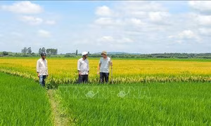 Bất thường việc thu dịch vụ công ích thủy lợi tại huyện Ia Pa, Gia Lai