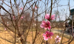 Xuân sớm nơi thủ phủ đào phai