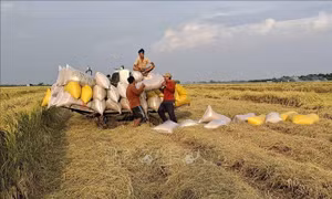 Xây dựng vùng nguyên liệu lúa OM 18 phục vụ xuất khẩu