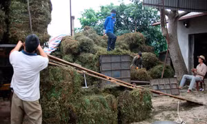 Thạch đen Tràng Định trước cơ hội xuất khẩu chính ngạch