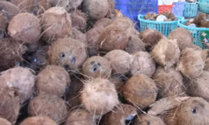 Giá dừa khô tại Trà Vinh tăng trở lại