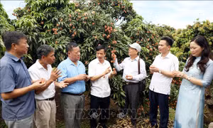 Xúc tiến tiêu thụ vải thiều Thanh Hà gắn với các tour du lịch
