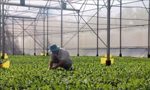 Hình thành nhiều chuỗi liên kết sản xuất và tiêu thụ sản phẩm nông nghiệp