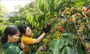 Hỗ trợ phát triển hạ tầng nhiều khu vực sản xuất cà phê tập trung