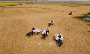 Mùa trâu kéo lúa ở Đồng Tháp