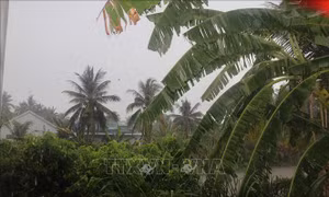 Vùng chuyên canh thanh long đón cơn mưa 'vàng' giải nhiệt