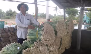 Nông dân Tiền Giang lãi lớn nhờ trồng sả thương phẩm