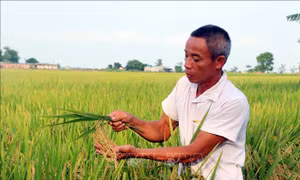 Nhân rộng các mô hình sản xuất nông nghiệp hữu cơ