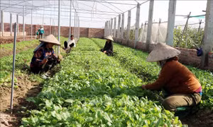 Nhân rộng mô hình hợp tác xã kiểu mới