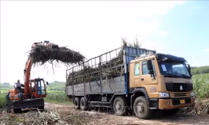 Giữ 'vị ngọt' cho mía đường - Bài 2: Lợi ích hài hòa, rủi ro chia sẻ