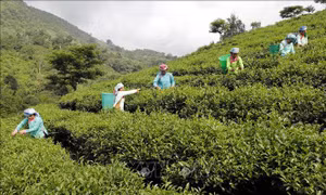 Mở hướng thoát nghèo bền vững cho vùng 'lõi nghèo'