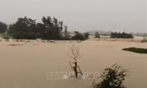 Lũ lớn trên sông Cầu, sông Thương, các địa phương khẩn cấp ứng phó