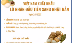 Việt Nam xuất khẩu lô nhãn đầu tiên sang Nhật Bản