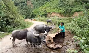 Thực tiễn xây dựng Đảng ở vùng biên giới Tây Bắc - ​Bài 2: Nữ Bí thư tiêu biểu người dân tộc Mảng