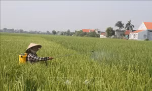 Kiểm soát sâu bệnh, dịch hại trên lúa mùa tại các tỉnh phía Bắc