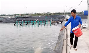 Nuôi tôm công nghiệp tập trung, hướng đi mới cho người dân ven biển