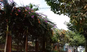 Thành phố Pleiku hoàn thành chương trình nông thôn mới