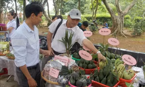 Phú Yên khai trương tuyến du lịch cao nguyên Vân Hòa 