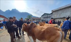 Khám phá nét độc đáo chợ bò Mèo Vạc 