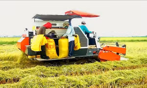 Ấn tượng Việt Nam: Từ quốc gia thiếu đói đến cường quốc nông sản