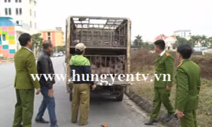 Bắt vụ vận chuyển 1,5 tấn thịt lợn mắc bệnh lở mồm long móng đi tiêu thụ