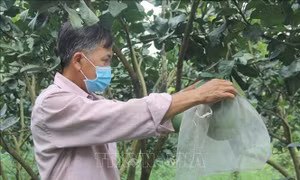 'Xanh hóa' tăng trưởng - Bài cuối: Sản xuất xanh để vươn ra thị trường thế giới
