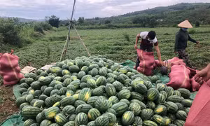 Dịch COVID-19: Kết nối, hỗ trợ nông dân tiêu thụ nông sản vào vụ