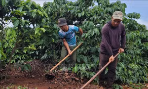 Mô hình cà phê gây quỹ giúp hộ nghèo Gia Lai phát triển sản xuất