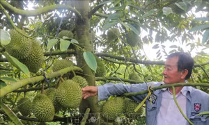 Thu tiền tỷ từ trồng sầu riêng nghịch vụ trên đất lúa kém hiệu quả