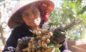 Lao đao vì giá nhãn tiêu da bò lao dốc