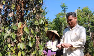 Tiêu 'đắng' vùng biên Đắk Ơ